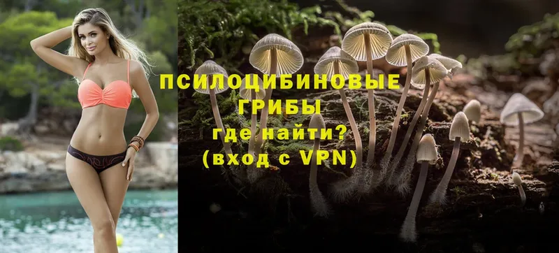 Псилоцибиновые грибы Psilocybe  Владикавказ 